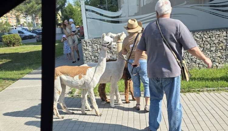 Alpaky ze Žabovřesek překvapily lidi na sídlišti Máj